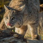 Kamloops: BC Wildlife Park Entry Ticket - Who Will Love This Tour?