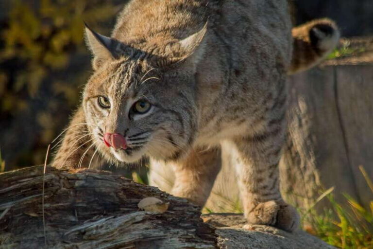 Kamloops: BC Wildlife Park Entry Ticket - Who Will Love This Tour?