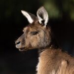 Kangaroo Experience at Healesville Sanctuary - excl. entry - A Detailed Look at What to Expect