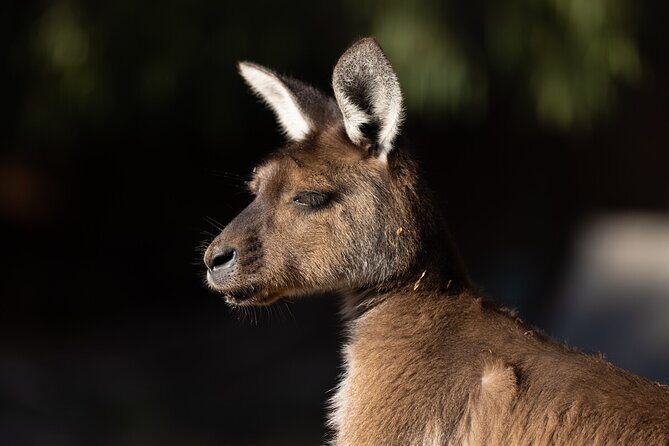 Kangaroo Experience at Healesville Sanctuary - excl. entry - A Detailed Look at What to Expect