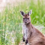 Kangaroo Experience at Melbourne Zoo - excl. entry - Who Will Love This Experience?
