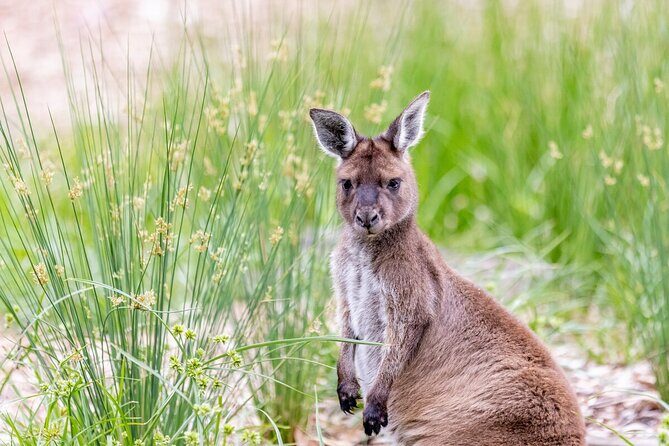 Kangaroo Experience at Melbourne Zoo - excl. entry - Who Will Love This Experience?