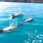 Kangaroo Island: Dolphin, Seal, and Swimming Boat Tour - What to Expect During the Tour