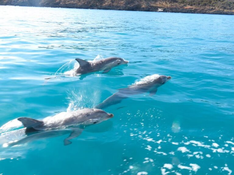 Kangaroo Island: Dolphin, Seal, and Swimming Boat Tour - What to Expect During the Tour