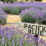 Kangaroo Island - Full Day Tasting Tour - Who Will Love This Tour?