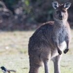 Kangaroo Island Luxury Small Group 'Island Life' Full Day Tour - What’s Included and What to Expect