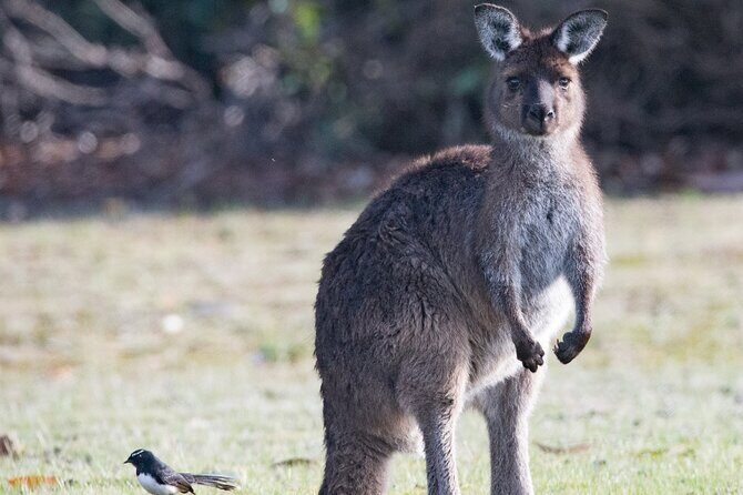 Kangaroo Island Luxury Small Group 'Island Life' Full Day Tour - What’s Included and What to Expect