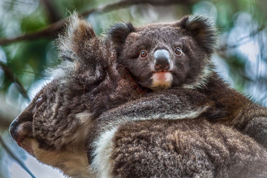 Kangaroo Island: Scenic, Nature & Wildlife Tour - Why We Think This Tour Is a Great Choice
