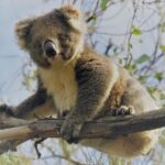 Kangaroo Island Shore Excursion Scenic Trail Tour - Authentic Wildlife and Scenic Encounters