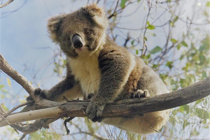 Kangaroo Island Shore Excursion Scenic Trail Tour - Authentic Wildlife and Scenic Encounters