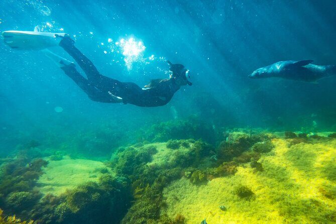 Kangaroo Island - Swim with Dolphins/Seals/Coastal Snorkel - Final thoughts