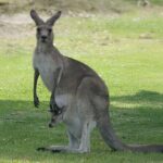 Kangaroo Wildlife Half Day Small Group Tour From Sydney - Who Should Consider This Tour?