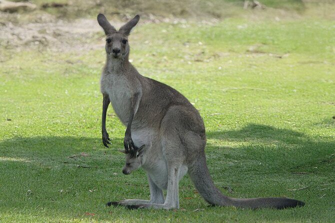 Kangaroo Wildlife Half Day Small Group Tour From Sydney - Who Should Consider This Tour?