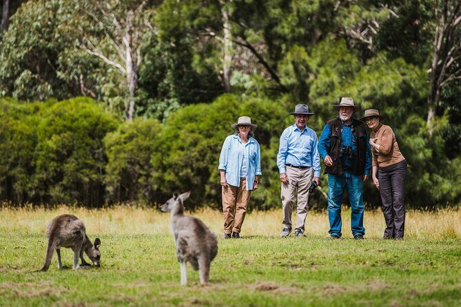 Kangaroos and Koala Experience Tour - Who Should Consider This Tour?