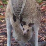 Kangaroos & Koalas in the Wild - Private Nature Experience - Who Should Consider This Tour?