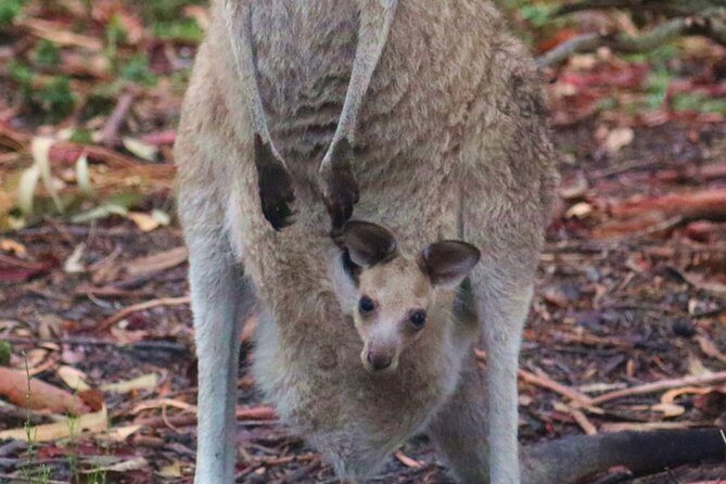 Kangaroos & Koalas in the Wild - Private Nature Experience - Who Should Consider This Tour?