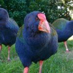 Kapiti Island Classic Guided Day Tour - Why This Tour Offers Real Value