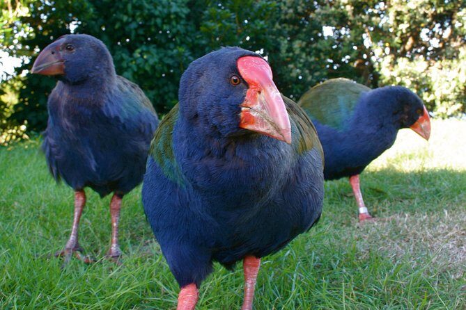 Kapiti Island Classic Guided Day Tour - Why This Tour Offers Real Value