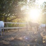 Kastraki: Meteora Sunset Horseback Riding - The Sum Up