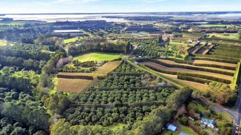 Katikati: Guided Avocado Adventures with Tasty Treats - Practical Details: Timing, Price, and Tips