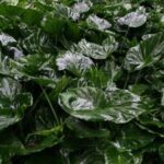 Kauai Cruise Ship Excursion: Wailua River & Fern Grotto - FAQ