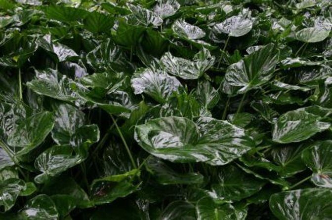 Kauai Cruise Ship Excursion: Wailua River & Fern Grotto - FAQ