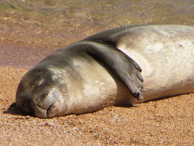 Kauai: Half-Day Kauai Adventure - Discovering Kauai’s Natural Wonders in Style