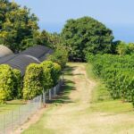 Kauai: Waimea Canyon and Koke'e State Park Tour - Practical Details and Considerations