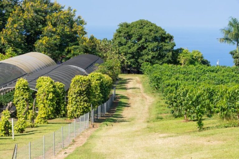 Kauai: Waimea Canyon and Koke'e State Park Tour - Practical Details and Considerations