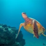 Kauai's Ultimate Boat 2 Tank Adventure Dive Certified Divers Only - An Authentic Kauai Ocean Experience: What to Expect and Why It Matters