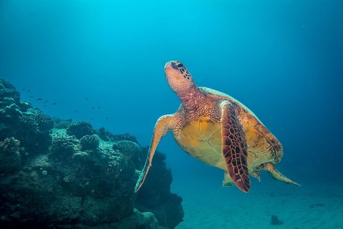 Kauai's Ultimate Boat 2 Tank Adventure Dive Certified Divers Only - An Authentic Kauai Ocean Experience: What to Expect and Why It Matters