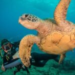 Kauai's Ultimate Discover Scuba Dive - OCEAN EXPERIENCE (1 Tank Dive) - An Authentic Look at Kauai’s Discover Scuba Tour