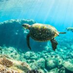 Kauai's Ultimate Guided Shore Snorkel (NO BOAT): North Anini - A Closer Look at the Experience