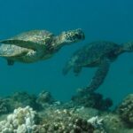 Kauai's Ultimate South Shore 2 Tank Dive (Certified Divers Only) - Exploring Kauai’s South Shore Shore Dive: What You Need to Know