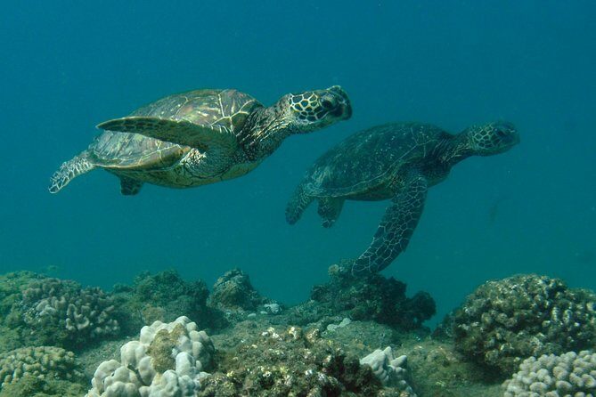 Kauai's Ultimate South Shore 2 Tank Dive (Certified Divers Only) - Exploring Kauai’s South Shore Shore Dive: What You Need to Know