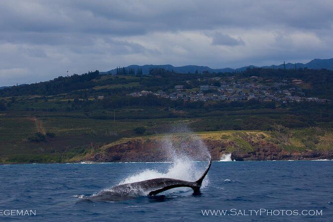 Kauai's Ultimate South Side Whale & Dolphin Zodiac Boat Adventure - FAQ