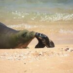 Kauai's Waimea Canyon and South Side Private Guided Tour - A Deep Dive into the Kauai Experience