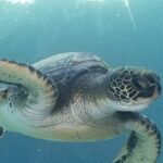 Kayak and Snorkel: Maui West Shore - FAQ