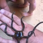 Kayak Tours with Amazing Caves, sea life and Marine Biologist . - The Sum Up