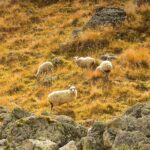 Kazbegi - One Day Trekking Private Tour to Angel Mountain 3096 m - The Experience: What Makes It Special