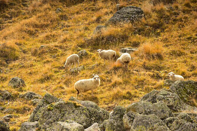 Kazbegi - One Day Trekking Private Tour to Angel Mountain 3096 m - The Experience: What Makes It Special