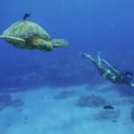 Kealakekua Bay Snorkel & Dolphin Watch In Kona - The Experience in Detail