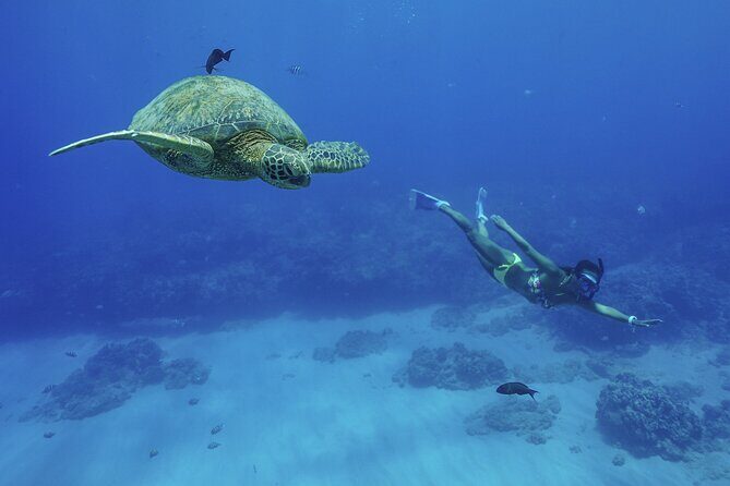 Kealakekua Bay Snorkel & Dolphin Watch In Kona - The Experience in Detail