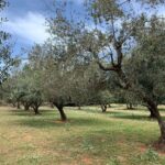Kefalonia Farm Tour on E-Bikes - Authentic Experiences and Authentic Value