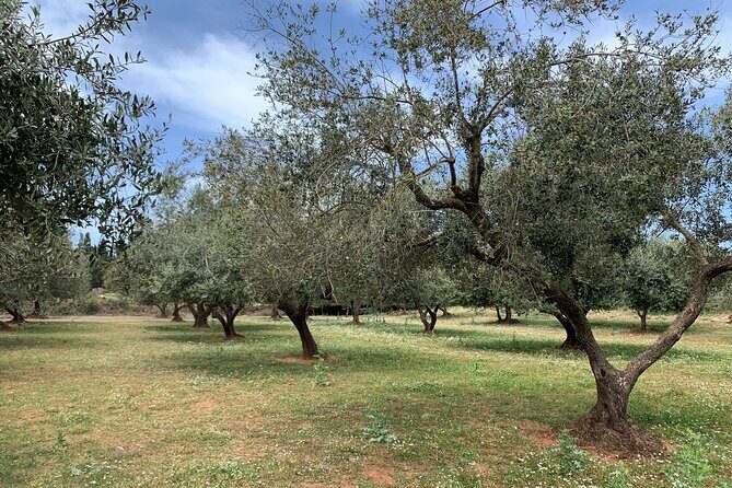 Kefalonia Farm Tour on E-Bikes - Authentic Experiences and Authentic Value