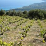 Kefalonia Wine Adventure in 3 Wineries With Tastings - Exploring the Kefalonia Wine Tour: A Detailed Look