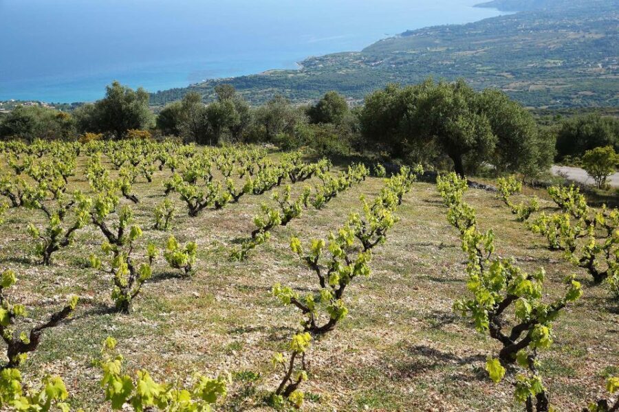 Kefalonia Wine Adventure in 3 Wineries With Tastings - Exploring the Kefalonia Wine Tour: A Detailed Look
