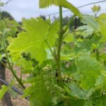 Kefalonia Wine Tour on E-Bikes - A Closer Look at the Kefalonia E-Bike Wine Tour