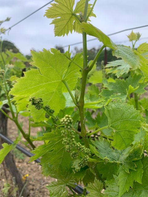 Kefalonia Wine Tour on E-Bikes - A Closer Look at the Kefalonia E-Bike Wine Tour