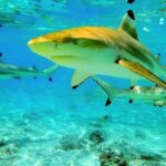 Keishi Tour Half Day Shared Excursion - FAQs